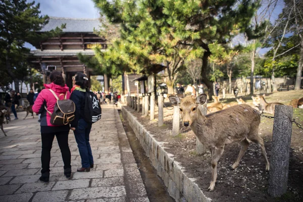 Nara, Japonya - 11 Şubat 2017: Turizm geyikler Nara Parkı ile.