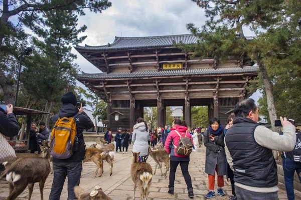 Nara, Japonya - 11 Şubat 2017: geyik ile Todaiji Tapınağı'nda oynayan turizm.