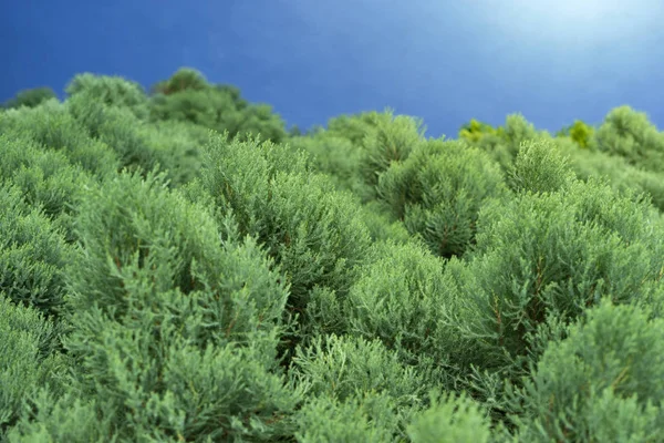 Pine Leaves Background Blue Sky — Stock Photo, Image