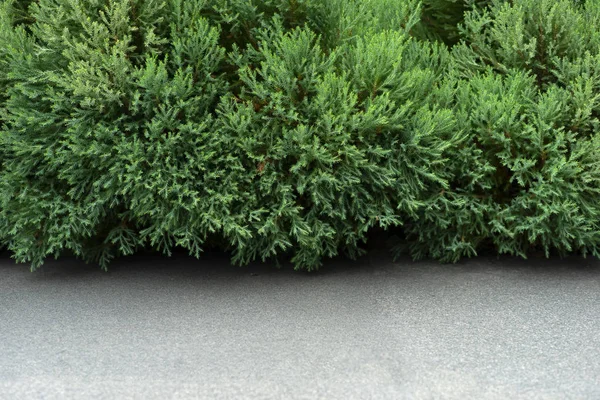 Pine leaves with stone floor