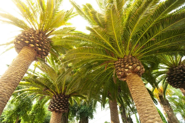 Tropical palm tree — Stock Photo, Image