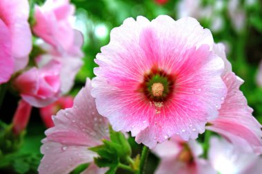 Güzel yaz pembe çiçekler