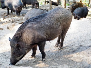 Kadın bir yaban domuzu