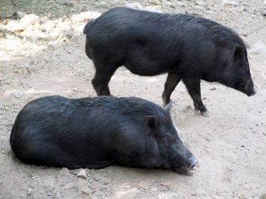 Parkta genç yaban domuzu