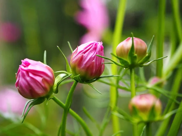 雨の後の美しいピンク花蕾 — ストック写真