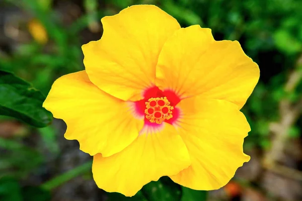 Flor Amarilla Vibrante Parque Ciudad — Foto de Stock