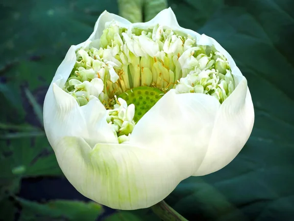 Flor Lótus Branco Florescendo Lago — Fotografia de Stock