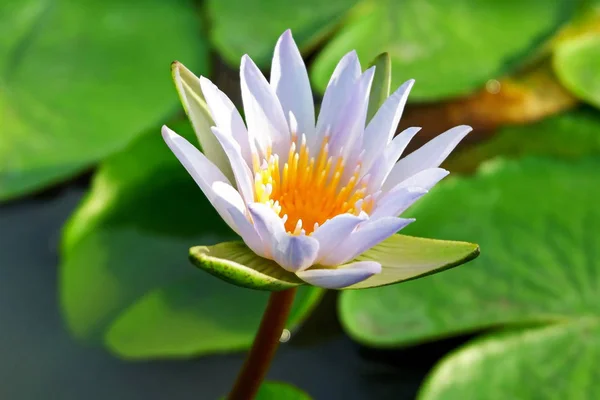 Exotic White Lotus Flower