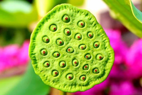 Bella Lotus Pod Nel Parco Della Città — Foto Stock