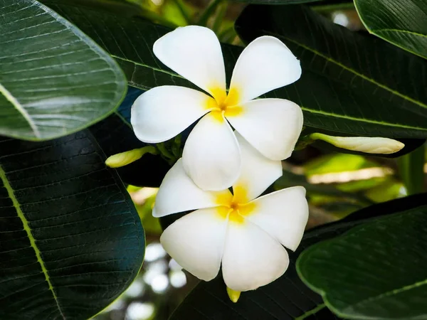 Exotische Weiße Frangipani Blüten — Stockfoto