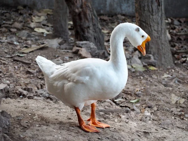 Young Asian Goose Local Farm — Stock Photo, Image