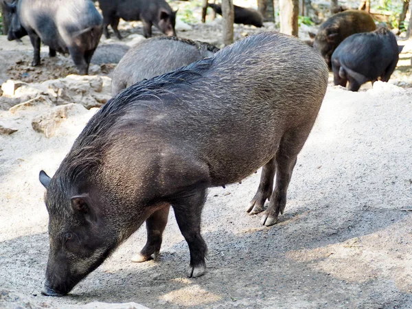 Kadın bir yaban domuzu
