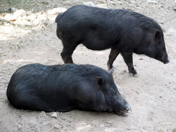 Parkta genç yaban domuzu