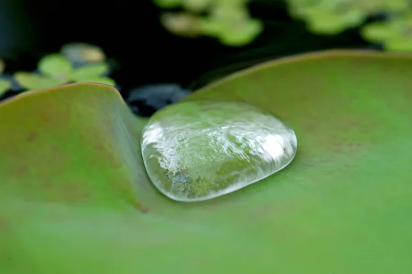 Dewdrop Lotus Leaf — Stock Photo, Image