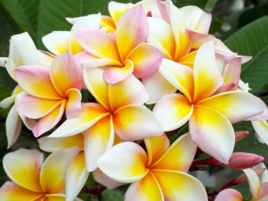 Parkta Blooming güzel Frangipani çiçekler