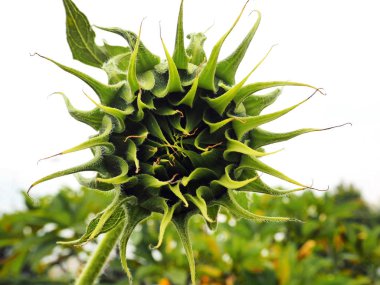 Güzel bir ayçiçeği Bud alanında kapalı