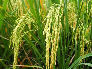 Pirinç ve pirinç tarlaları portre fotoğrafı