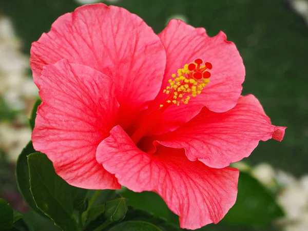 Vackra Rosa Hibiskus Blomma Blommar Parken — Stockfoto