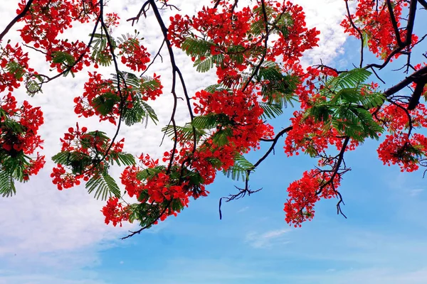 Prachtige Rode Bloemen Een Helder Blauwe Hemel — Stockfoto