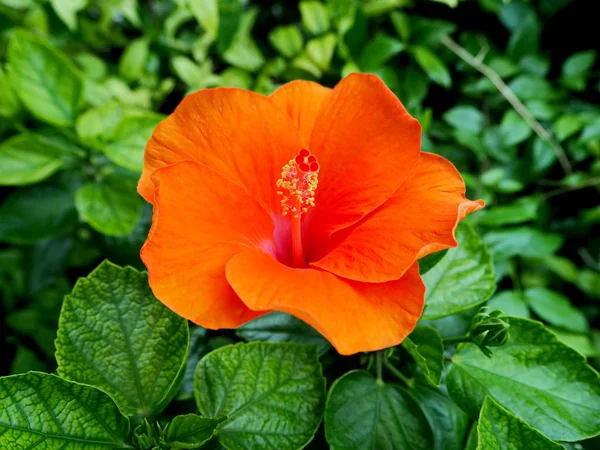 Vibrant Wild Orange Hibiscus Flower Blooming City Park — Stock Photo, Image