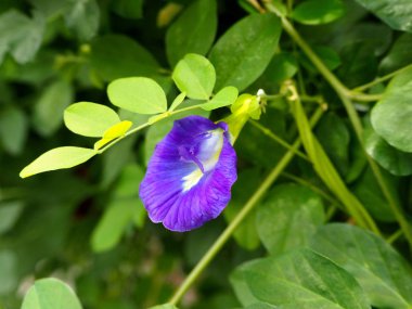 Güzel mavi/mor çiçek (kelebek bezelye çiçeği) ve yeşil yaprakları