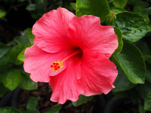 Beautiful Pink Hibiscus Flower Blooming Park — Stock Photo, Image