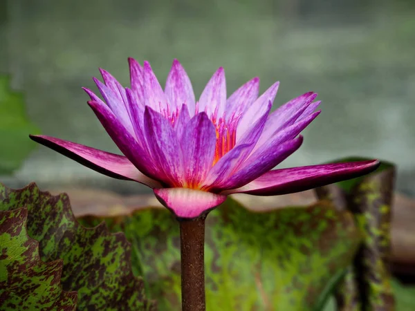 Lírio Água Rosa Roxa Florescendo Lagoa Jardim — Fotografia de Stock