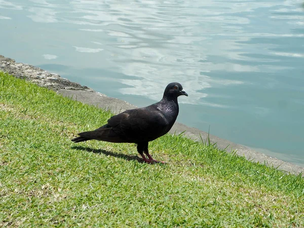 Lonely Black Pigeon Standing Pond — Stock Photo, Image
