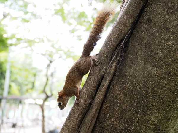 Pequeno Esquilo Marrom Escalando Árvore Parque Cidade — Fotografia de Stock
