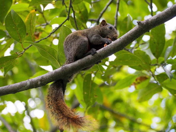 Esquilo Marrom Pequeno Bonito Que Come Árvore Parque Cidade — Fotografia de Stock