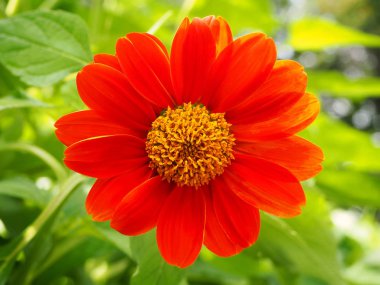 Güzel turuncu Meksika ayçiçeği parkta izole