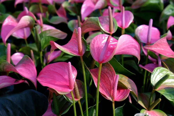 都市公園に咲く美しいピンクのアンスリウムの花 — ストック写真