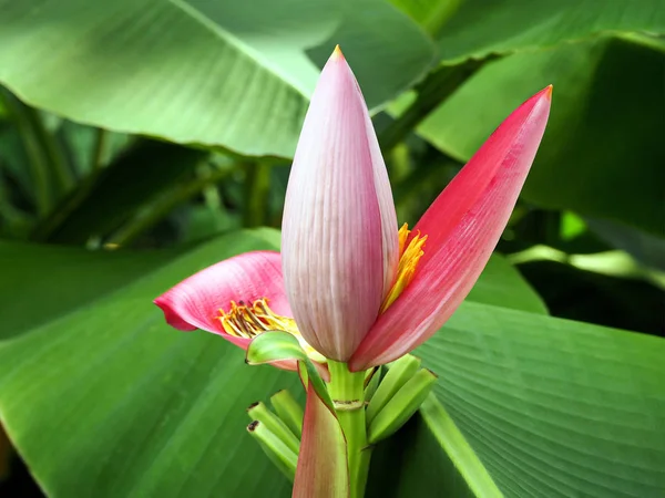 市内の公園に咲くエキゾチックなバナナの花 — ストック写真