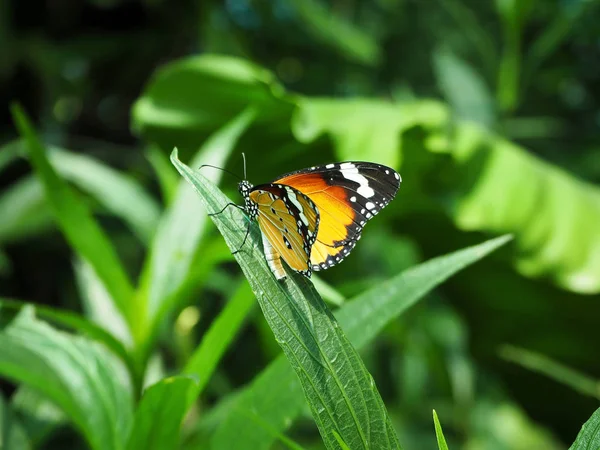 Güzel turuncu yaprak yeşil üzerinde oturan kelebek Monarch