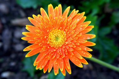 Yağmur damlaları ile canlı turuncu papatya çiçek