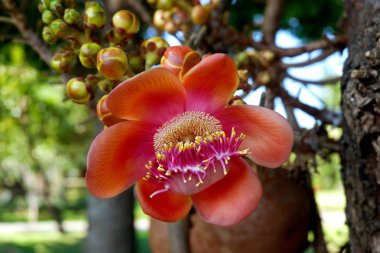 Güzel çiçek açan Cannonball ağaç çiçek