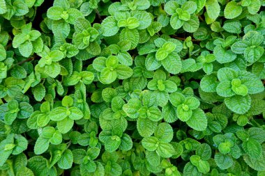 Arka plan ve doku için taze yeşil yeşillik