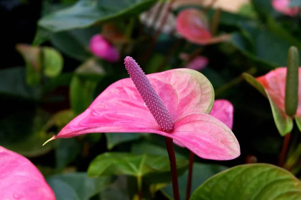 Livfulla Blommande Rosa Anthurium Blommor — Stockfoto