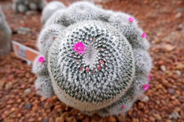 Belle Plante Cactus Avec Des Fleurs Roses Fleurs Vibrantes — Photo