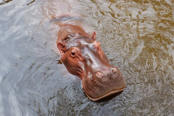 Enorme Hipopótamo Nadando Piscina — Foto de Stock