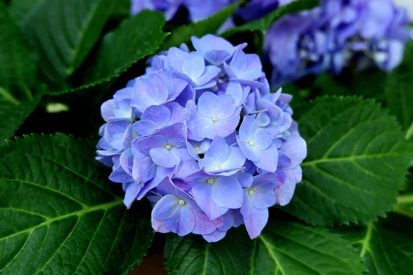 Beautiful Photo Blue Purple Hydrangea Flowers — Stock Photo, Image