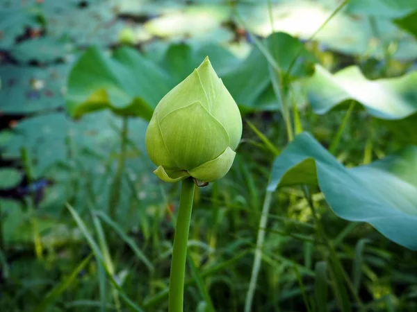 Piękny Zielony Lotus Flower Bud Białym Tle Stawie — Zdjęcie stockowe