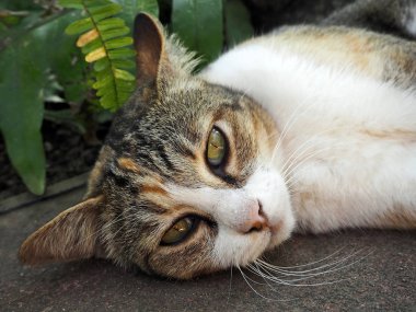 Geçit bahçesinde yatan kahverengi ve beyaz tekir kedi closeup fotoğraf