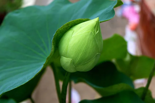 Piękny Zielony Lotus Flower Bud Białym Tle Stawie — Zdjęcie stockowe