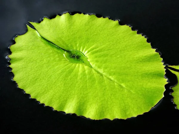 Fresh Waterlily Leaf Shallow Water — Stock Photo, Image