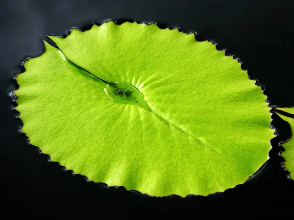 Foglia Ninfee Fresca Nell Acqua Poco Profonda — Foto Stock