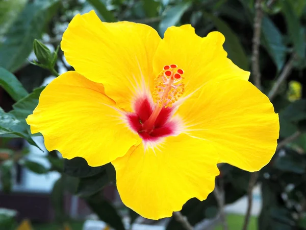 公共の公園で黄色のハイビスカスの花を開花 — ストック写真