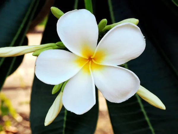 Beautiful Frangipani Flower Blooming Park — Stock Photo, Image