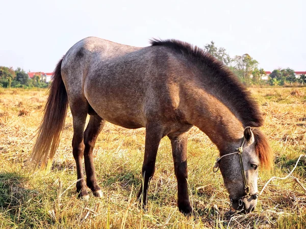 Vackert Foto Ung Asiatisk Brun Häst Rural Gården — Stockfoto