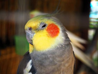 Portre fotoğraf parkta uykulu renkli papağan